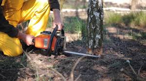 Reliable Salamatof, AK Tree Removal Solutions